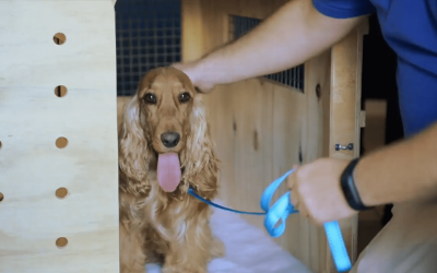 Everything You Need to Know About International Pet Relocation Services